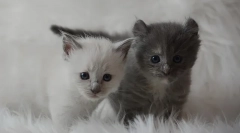 Как да наричаме котка или котка, имена за момчета и момичета